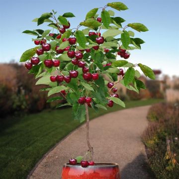 Standard Prunus Big Burlat