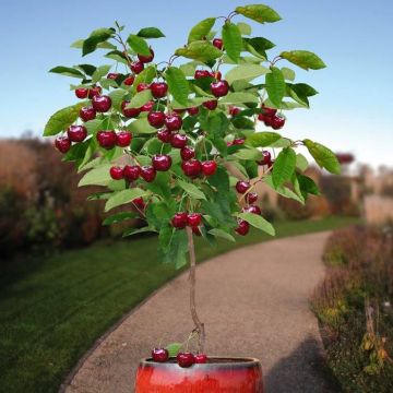 Standard Prunus Big Burlat