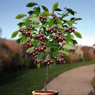 Prunus a. Sunburst struik v2
