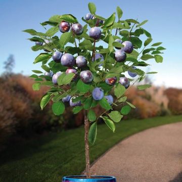 Prunus d. The Czar patio boom v2