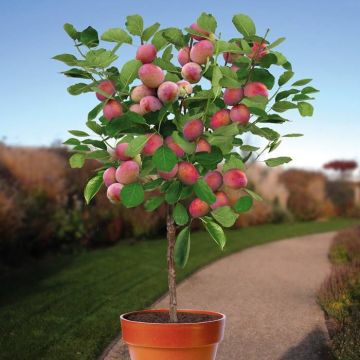 Prunus d. Victoria patio boom v2