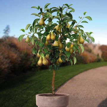 Pyrus c. Conference boom v3