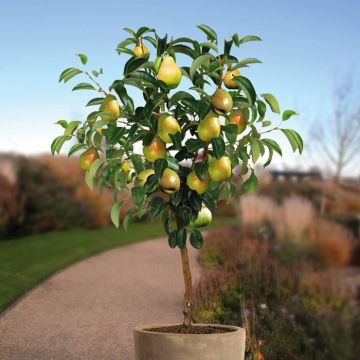 Pyrus c. Doyenne Comice boom-v1