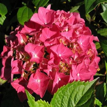 hydrangea alpengluhen