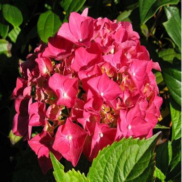 hydrangea alpengluhen
