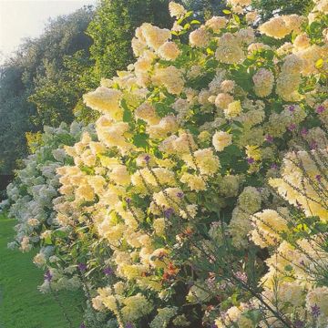 hydrangea grandiflora1