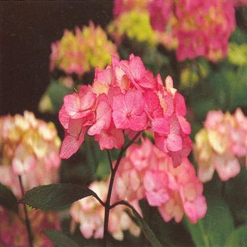hydrangea preziosa1