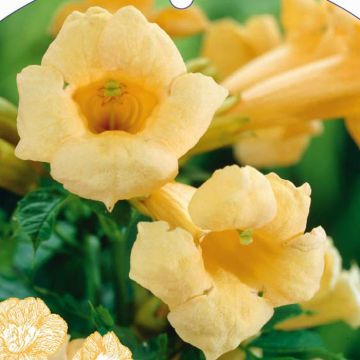 campsis flava