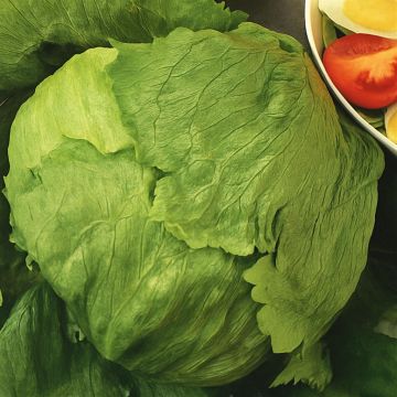 IJssla Dublin Iceberg Lettuce Dublin