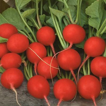 Radijs Bel Image Radish Bel Image