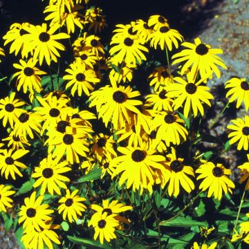 Rudbeckia fulgida Gold Sturm