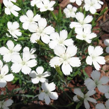 Dianthus deltoides alba