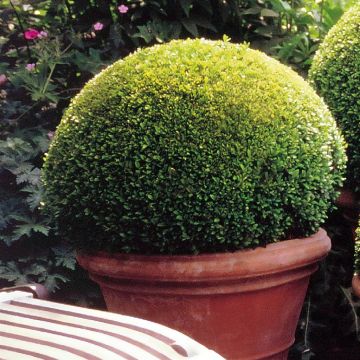 Buxes Sempervirens 30 cm