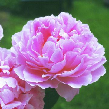 Paeonia lactifl. Sarah Bernhard