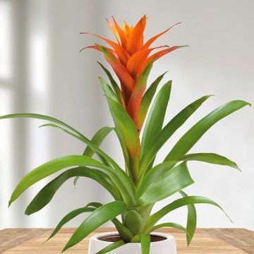 Guzmania Orange
