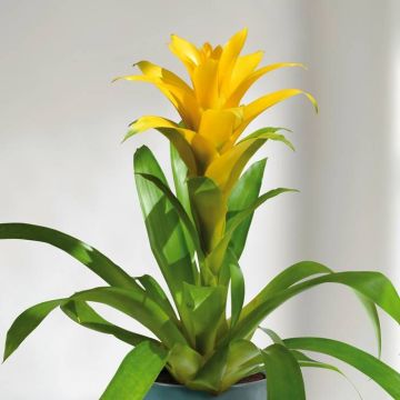 Guzmania yellow