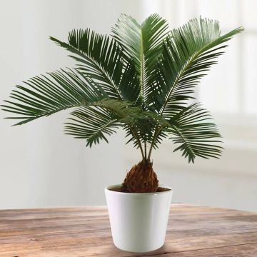 Cycca revoluta decorum v1
