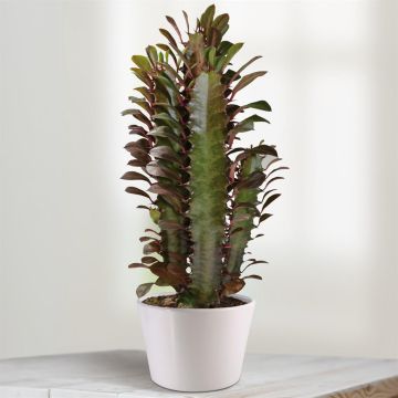 Euphorbia Rubra
