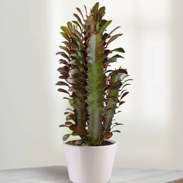 Euphorbia Rubra