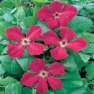 Clematis viticella Rubra