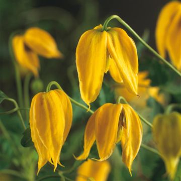 Clematis tangutica