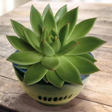 Echeveria agavoides