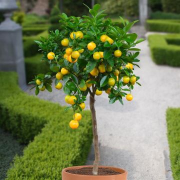 tall-orange-tree-v1