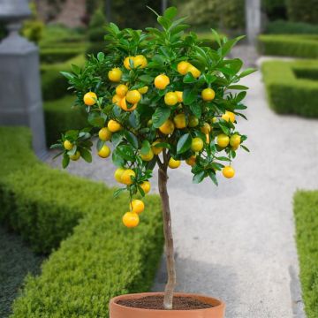 tall-orange-tree-v1