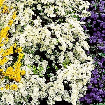 Spirea Arguta