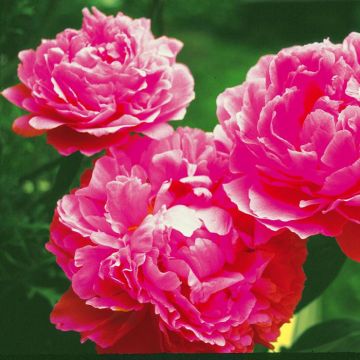 Paeonia Edulis Superba vers 2