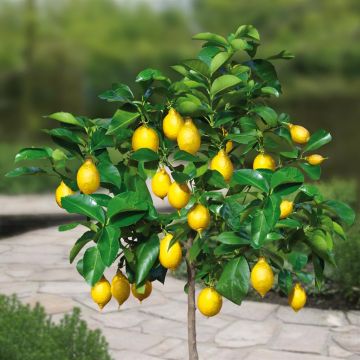 std-lemon-v2