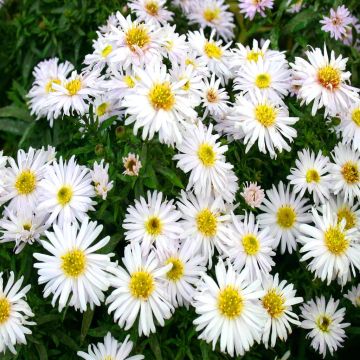 Aster dumosis Apollo