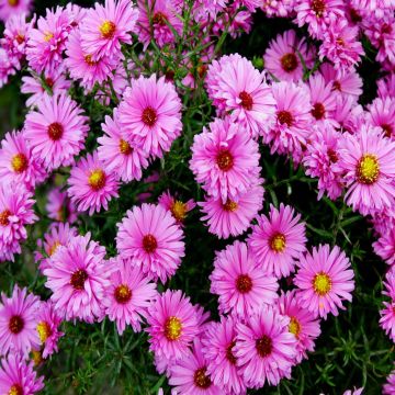 Aster dumosus Jenny