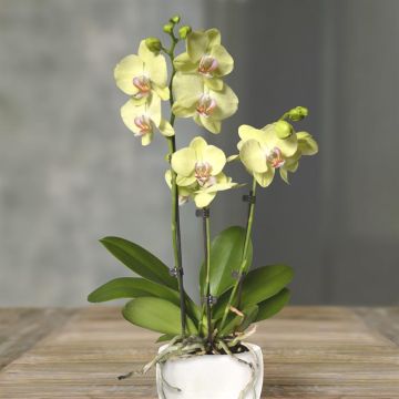 Phalaenopsis Yellow