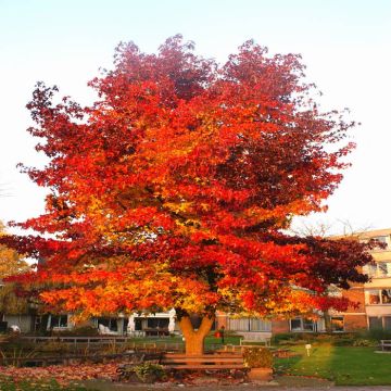 Liquidambar styraciflua