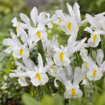 Dutch Iris Mount Everest