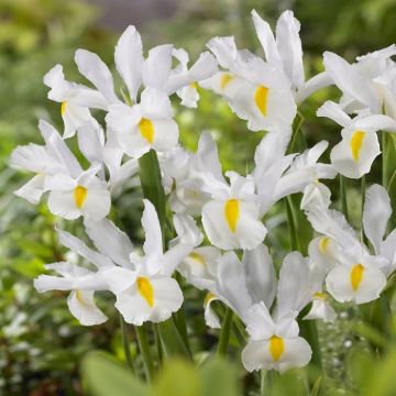 Dutch Iris Mount Everest