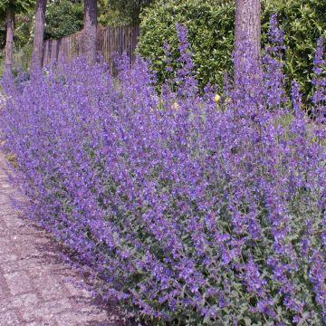 Nepeta Walker's Low