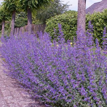 Nepeta Walker's Low
