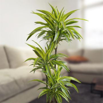 dracaena-lemon-lime-v2