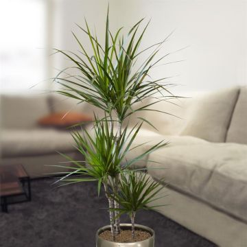 dracaena marginata-v2