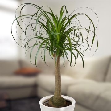 nolina-recurvata-v2