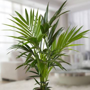 Howea Forsteriana kentia palm