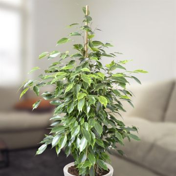 ficus benja anastasia v2