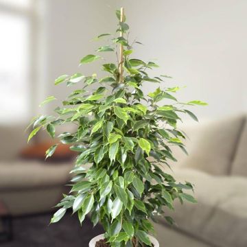 ficus benja anastasia v2