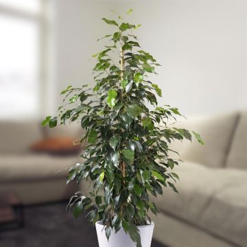 ficus benja danielle v2