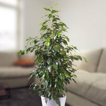 ficus benja danielle v2