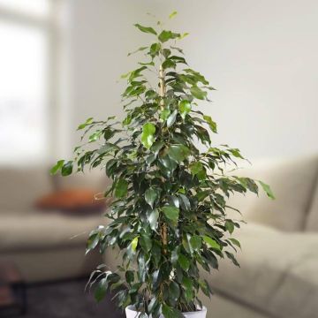 ficus benja danielle v2
