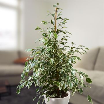 ficus benja twilight v2