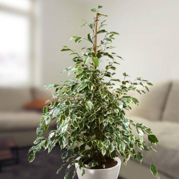 ficus benja twilight v2